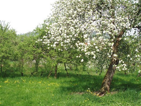 Pommier en fleurs dans un verger derrière le gîte en alsace